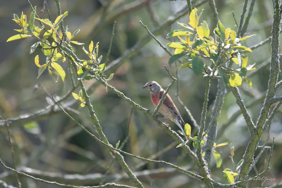 Linotte mélodieuse