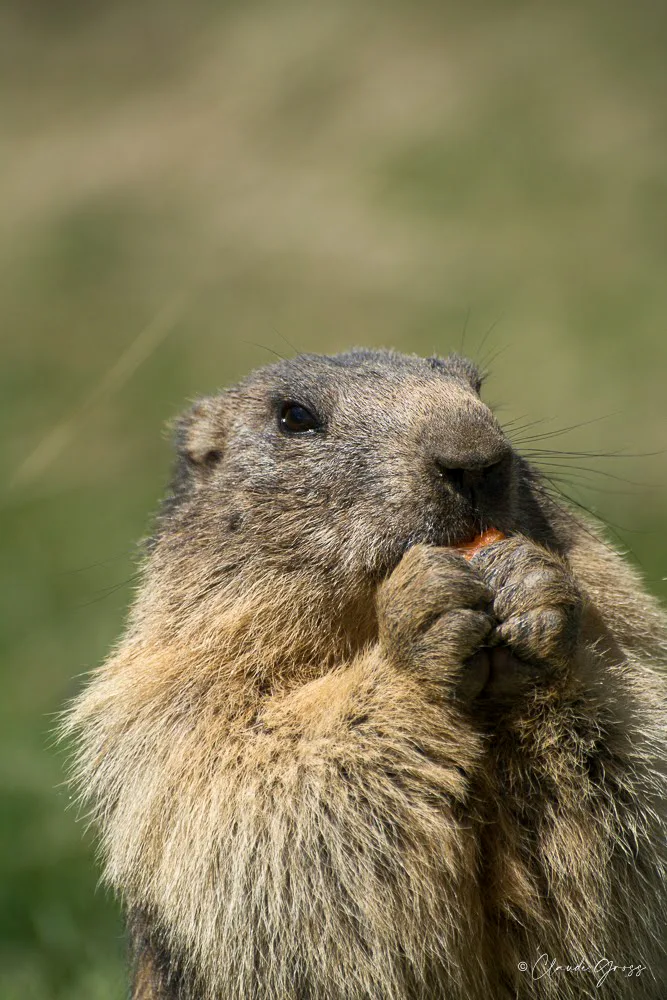 Marmotte