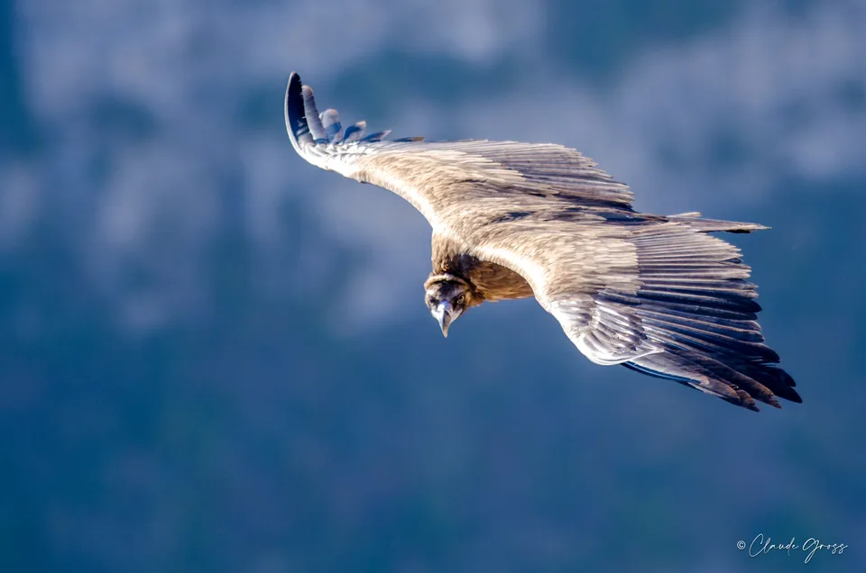 Vautour moine