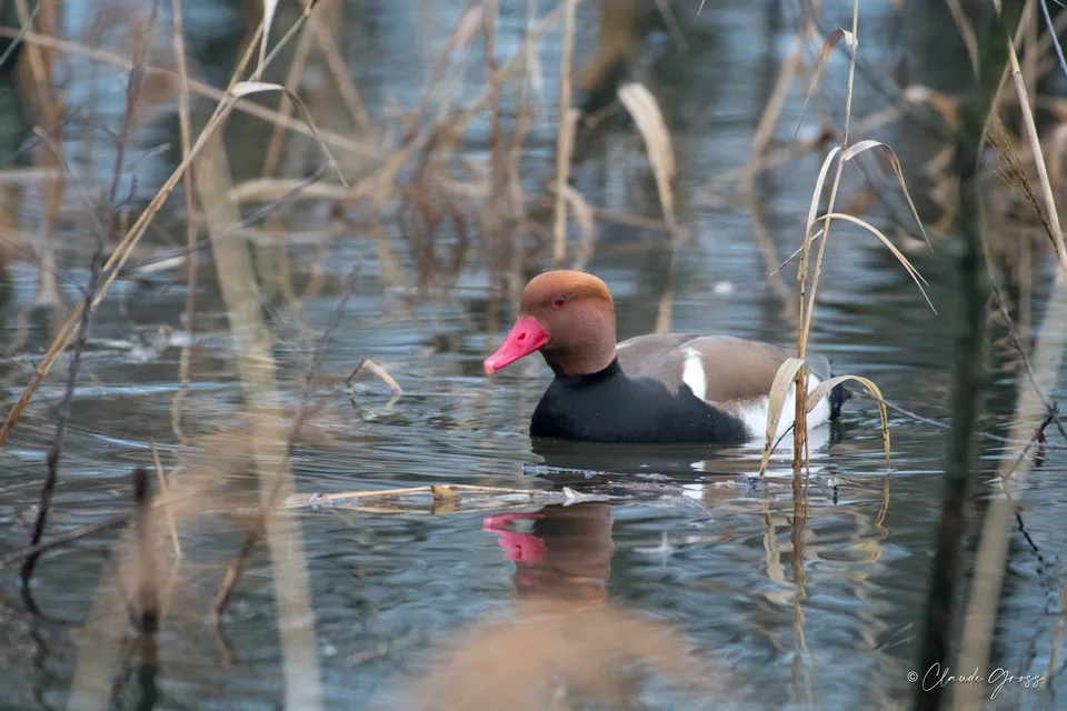 Nette rousse