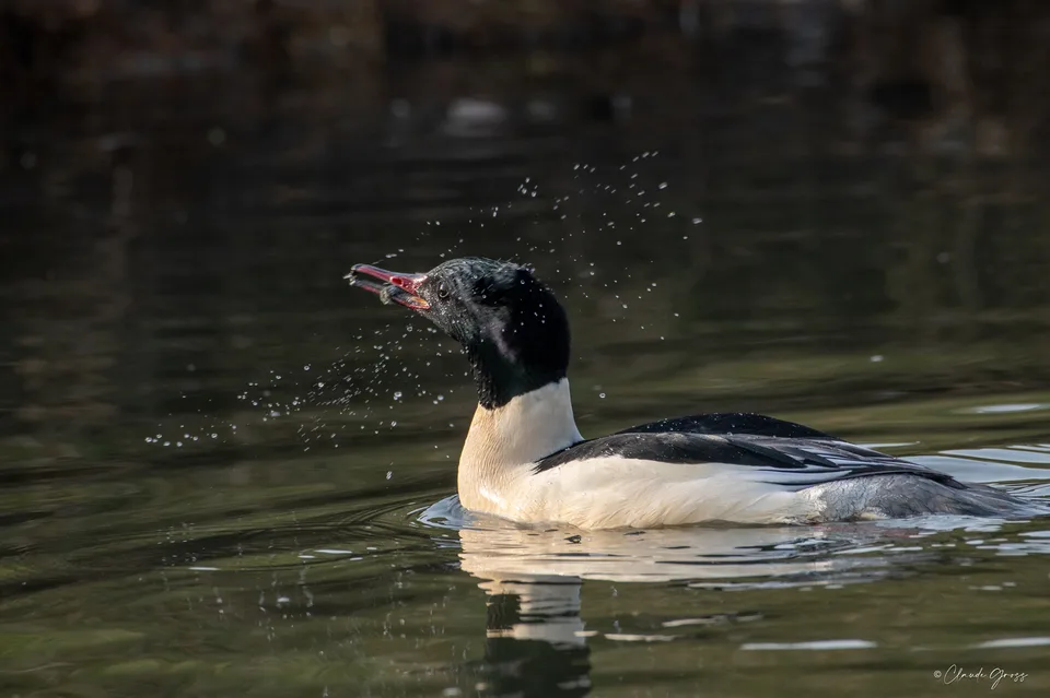 Harle bièvre ♂