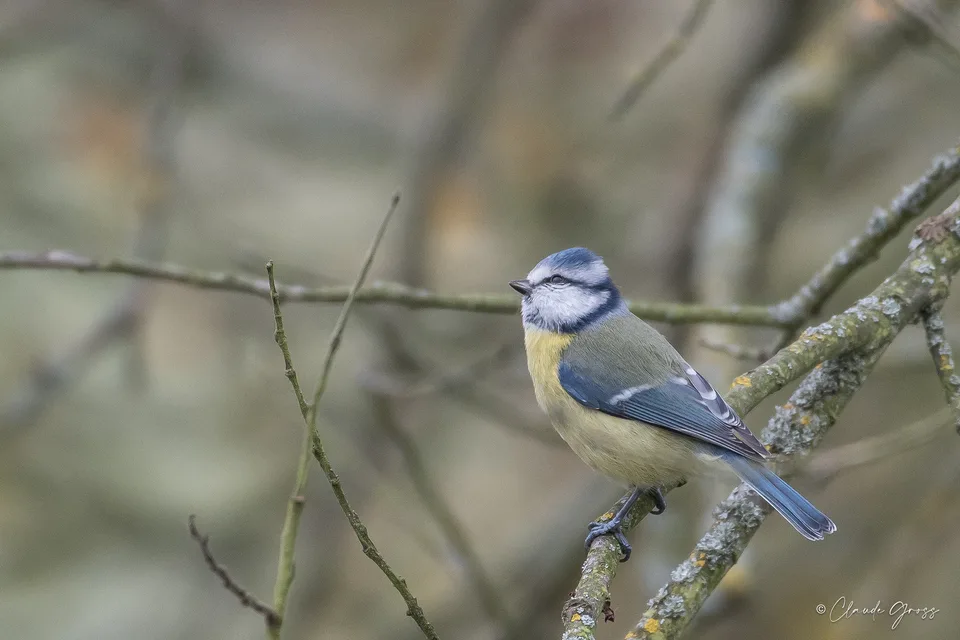Mésange bleue