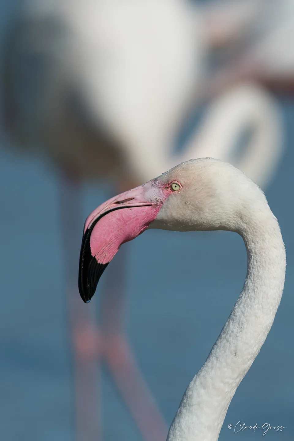 Flamant rose