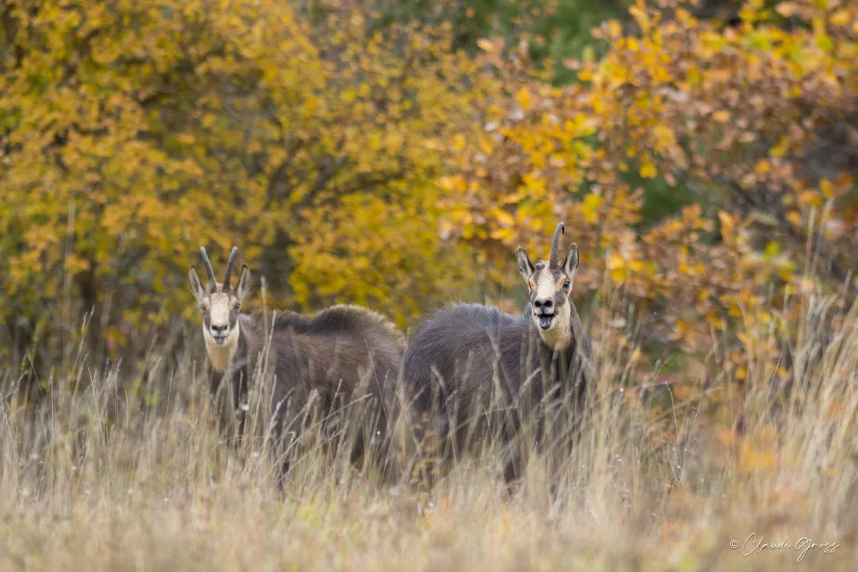Chamois
