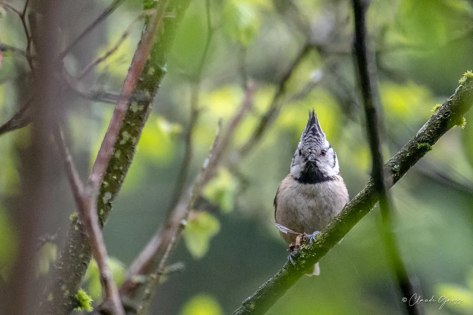 Mésange huppée