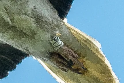 Vautour percnoptère
