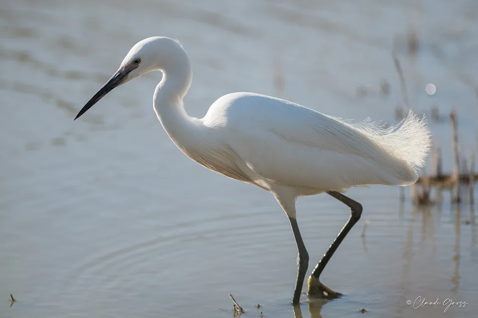 Aigrette garzette