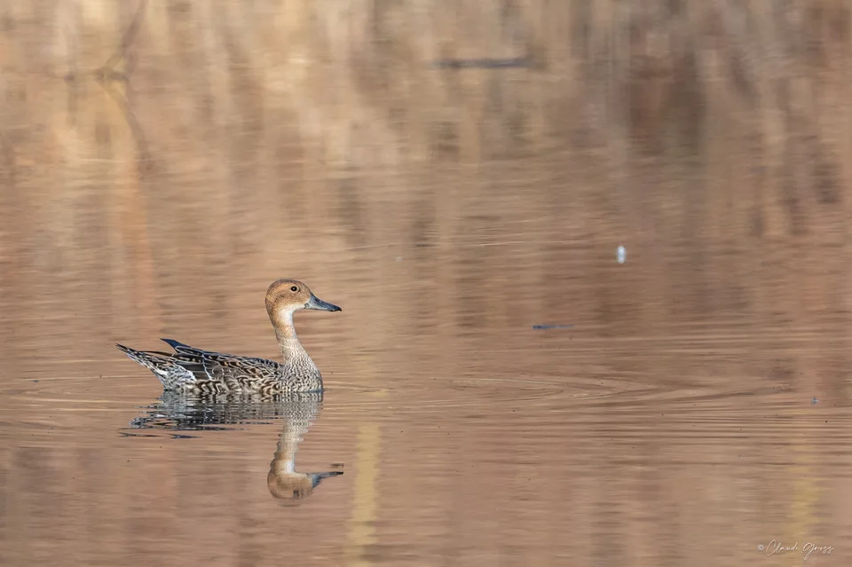 Canard pilet ♀