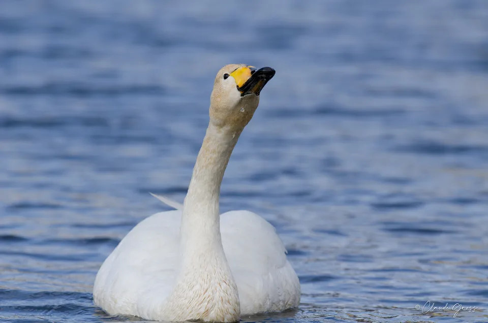 Cygne chanteur