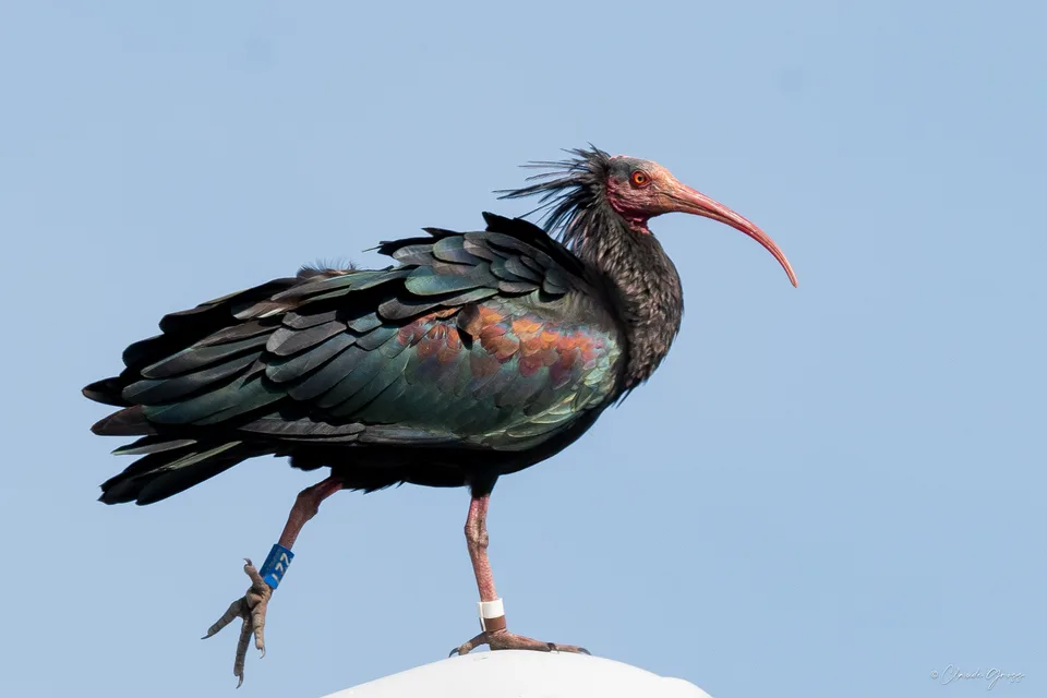 Ibis chauve