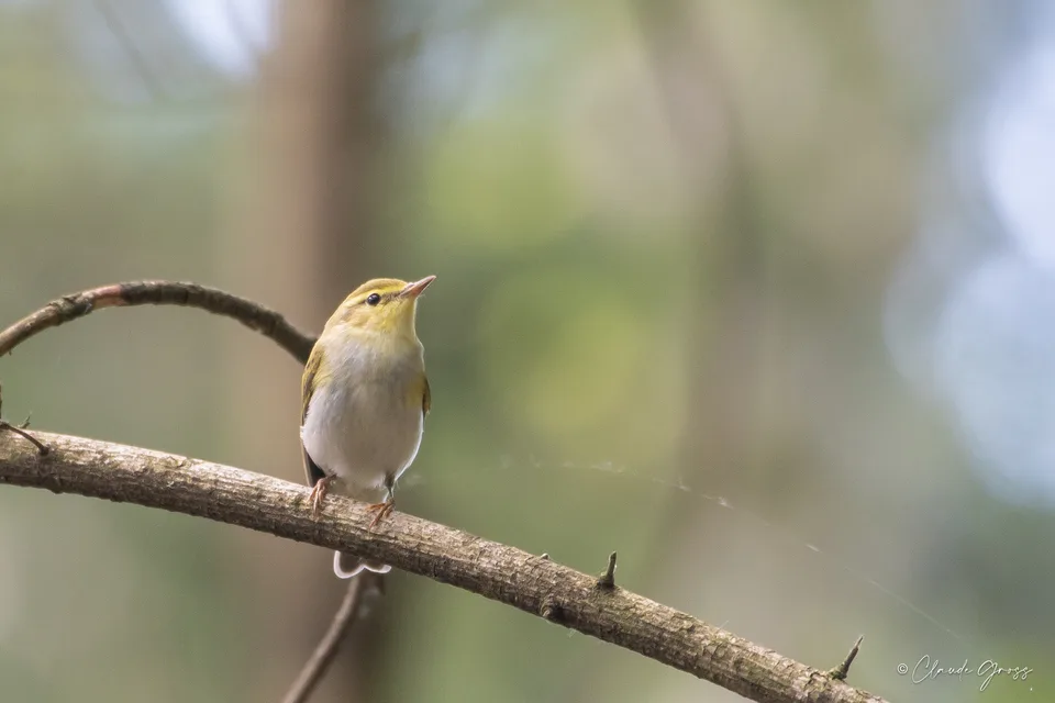 Pouillot siffleur