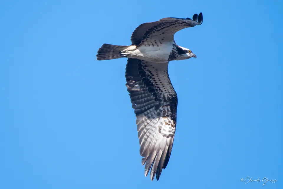 Balbuzard pêcheur