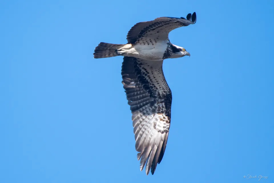 Balbuzard pêcheur