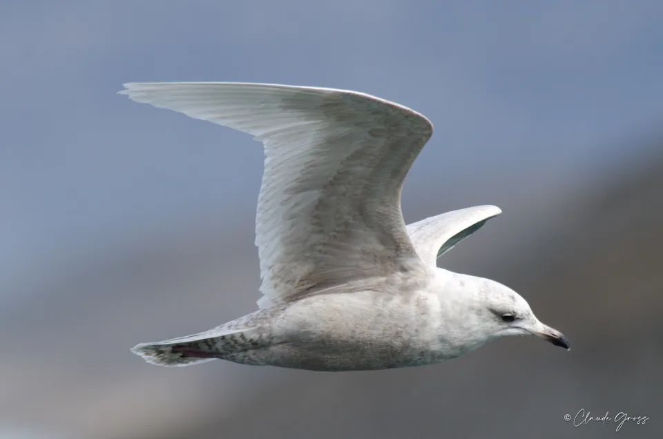 Goéland à ailes blanches