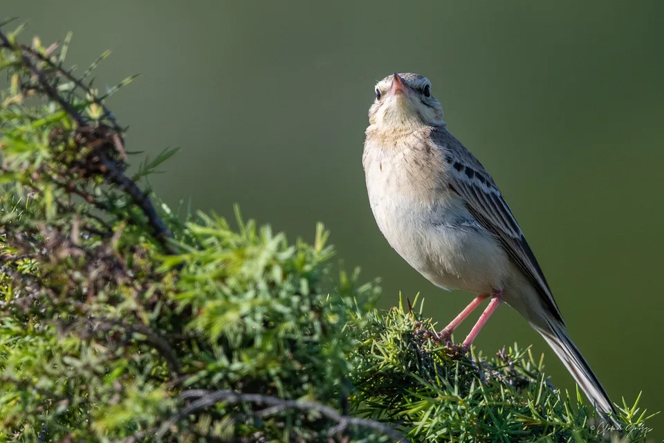 Pipit rousseline
