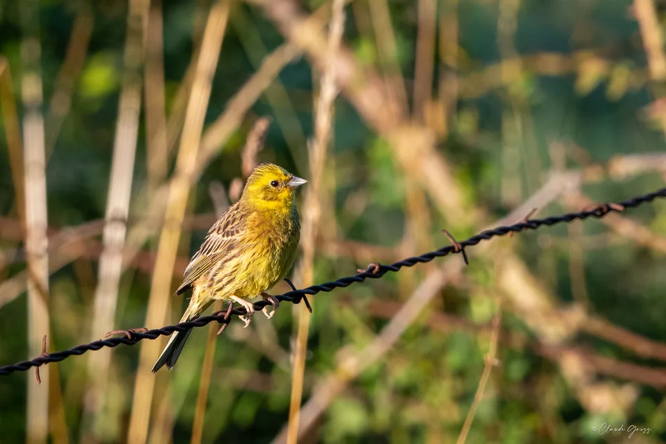 Bruant jaune
