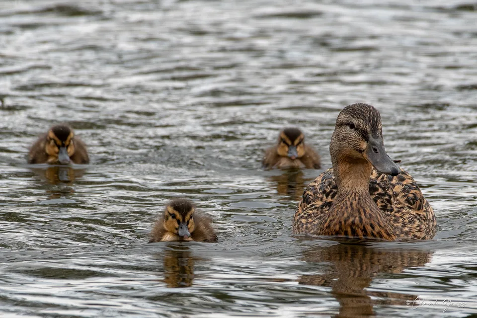 Canard colvert