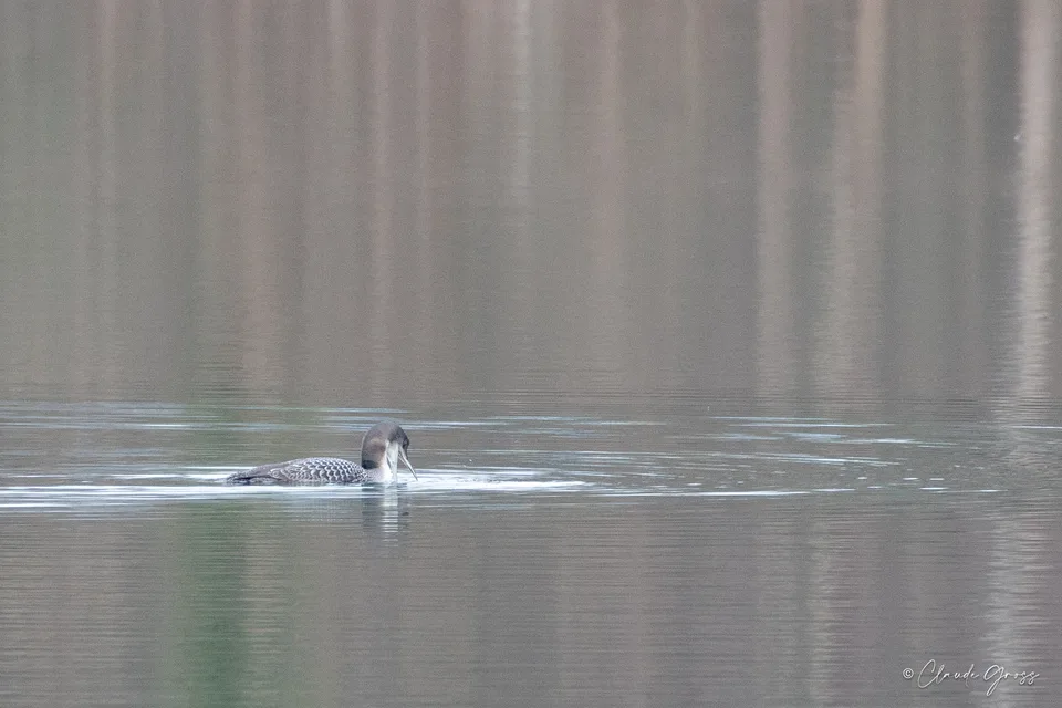 Plongeon imbrin