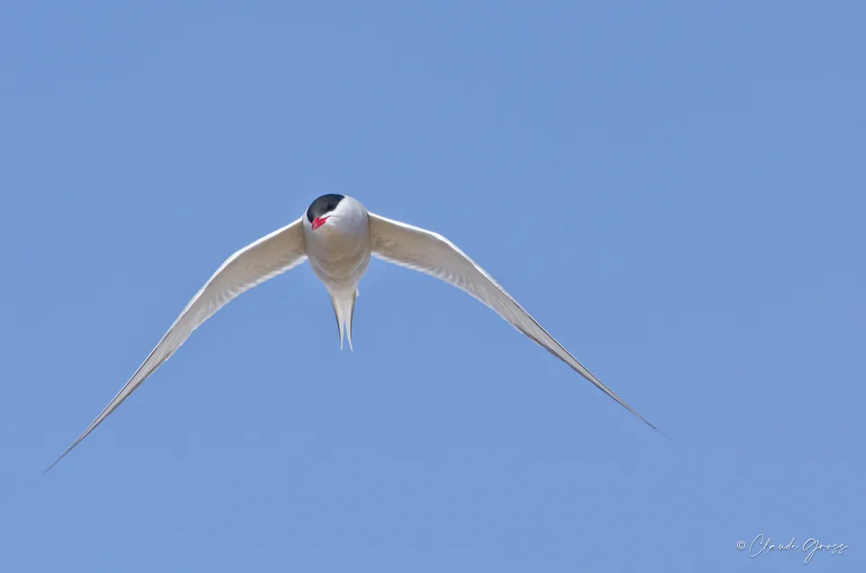 Sterne arctique