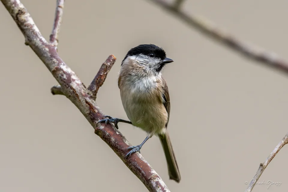 Mésange nonnette