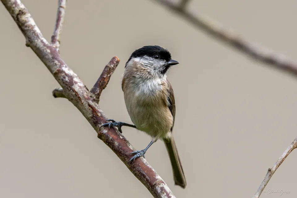 Mésange nonnette