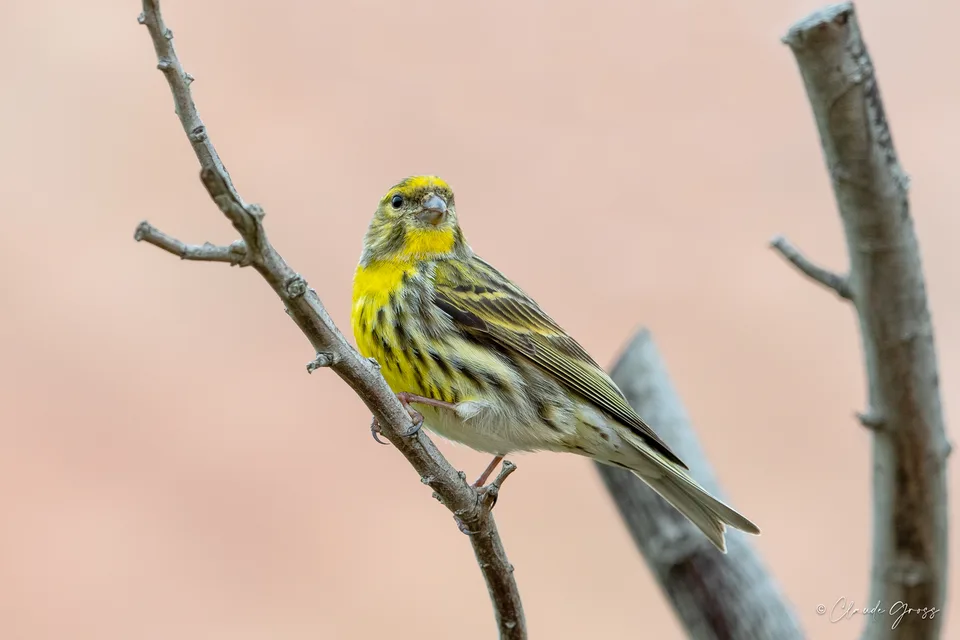 Serin cini