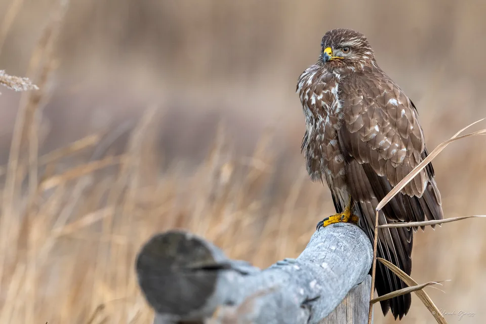 Buse variable
