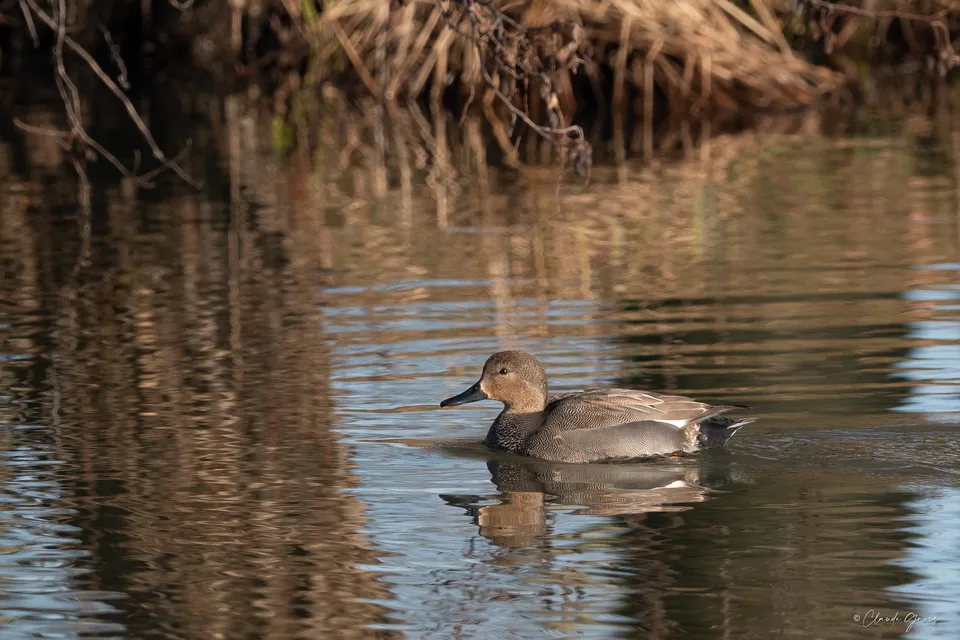 Canard chipeau