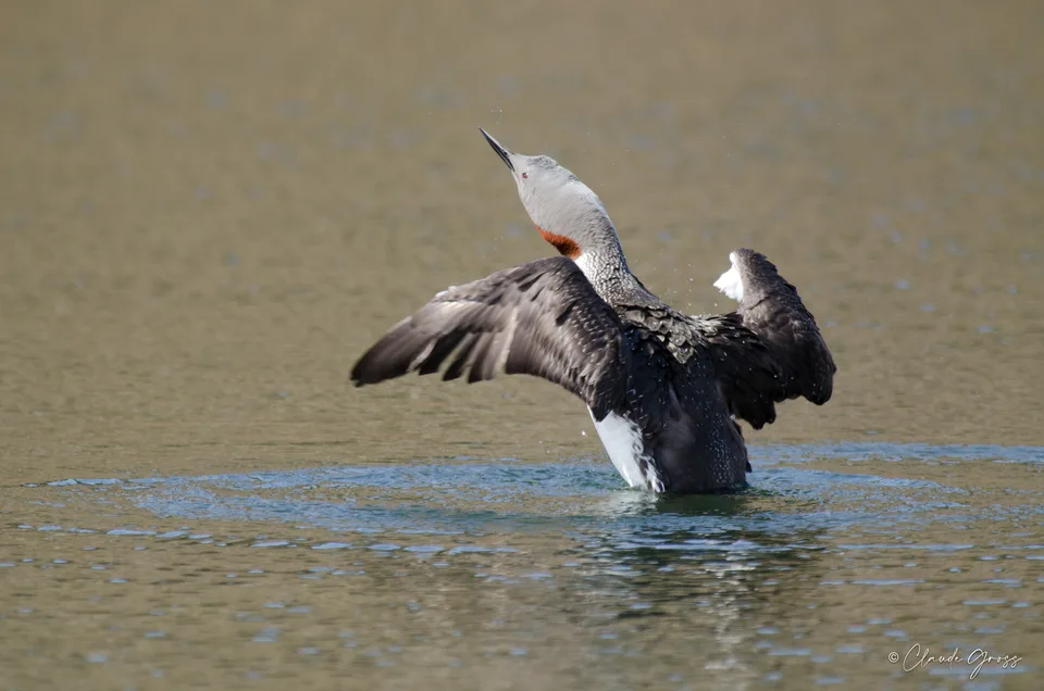 Plongeon catmarin