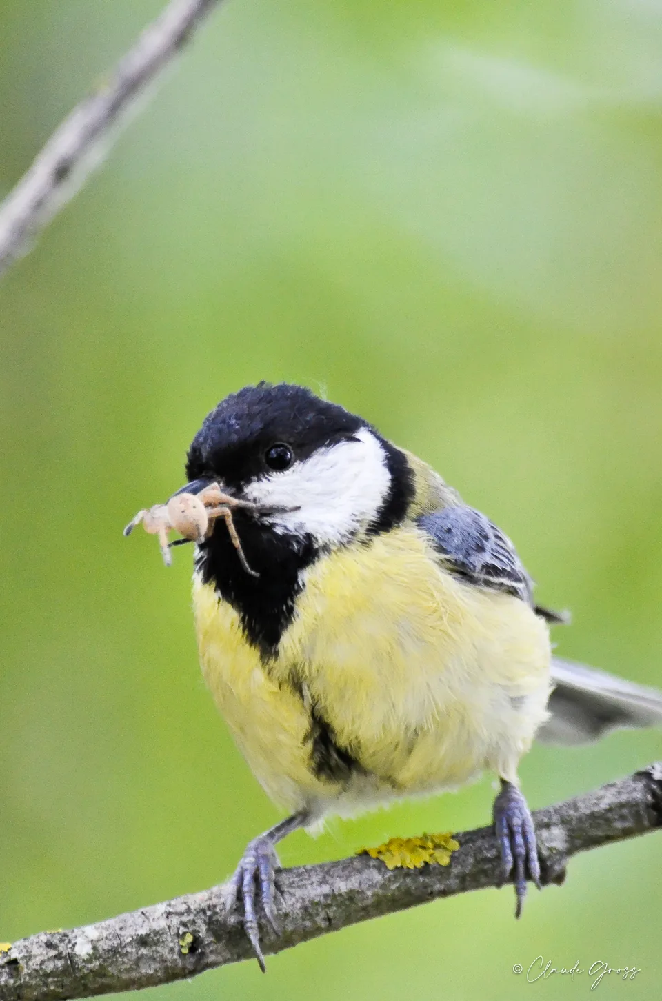 Mésange charbonnière