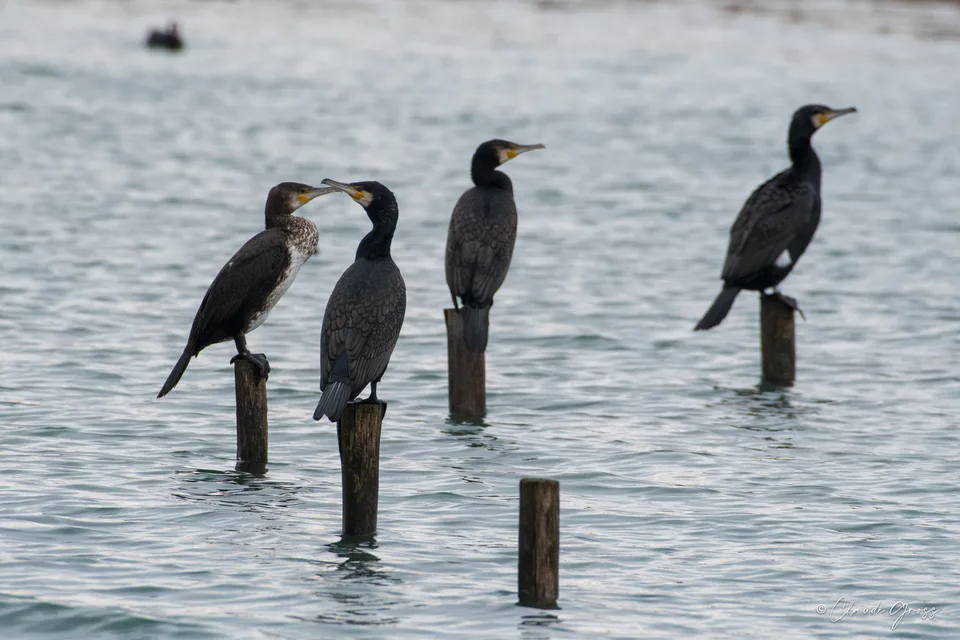 Grand Cormoran
