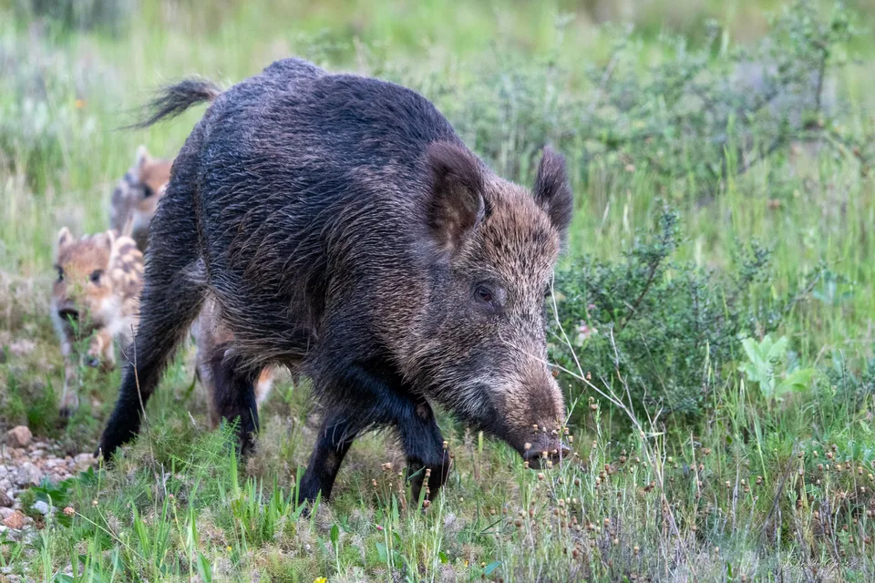 Sanglier