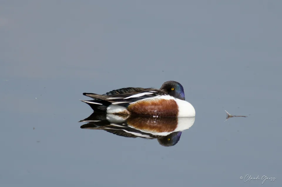 Canard souchet
