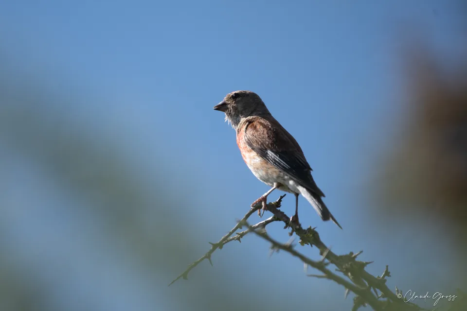 Linotte mélodieuse