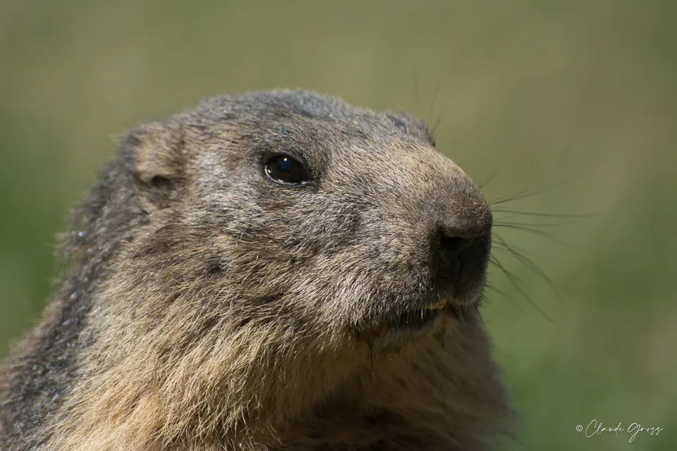Marmotte