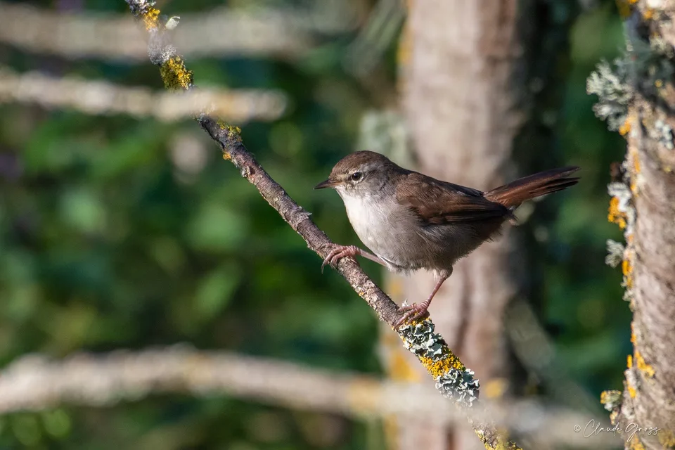 Bouscarle de Cetti