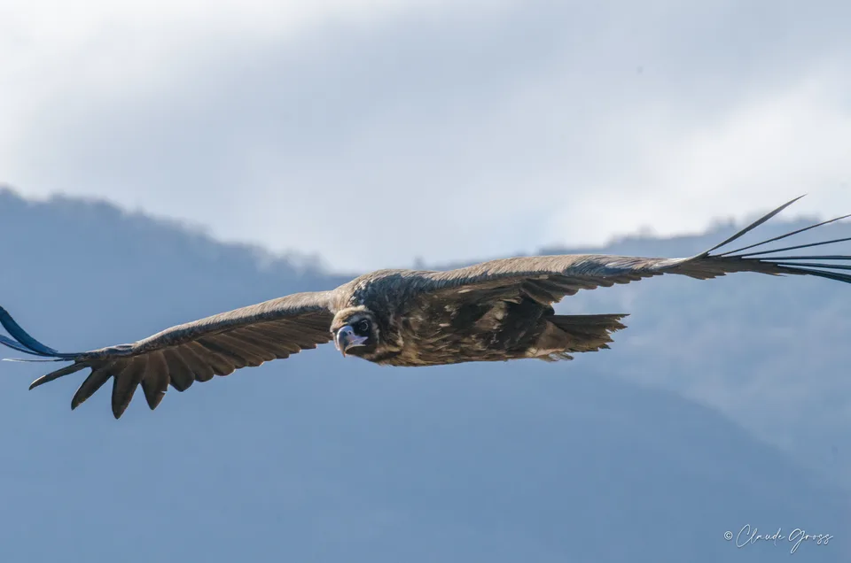Vautour moine
