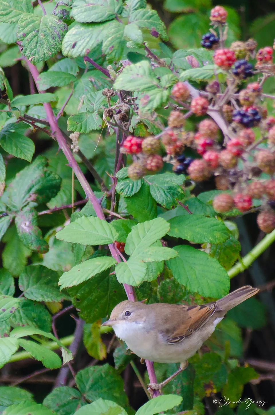 Fauvette grisette