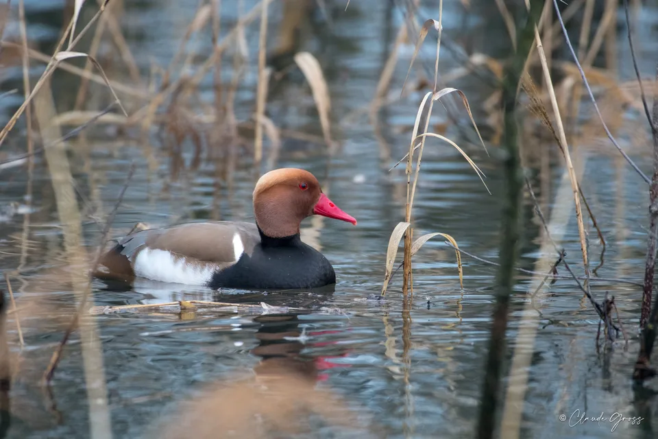Nette rousse