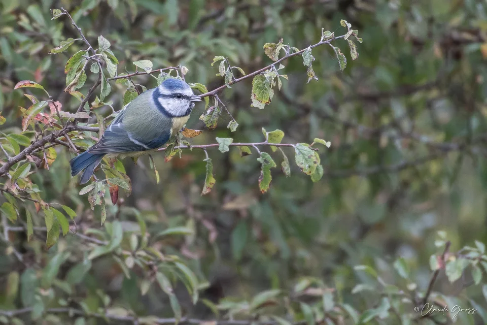 Mésange bleue