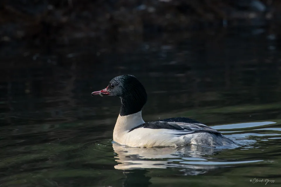 Harle bièvre ♂