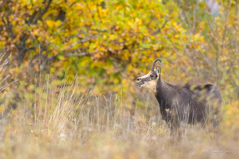 Chamois