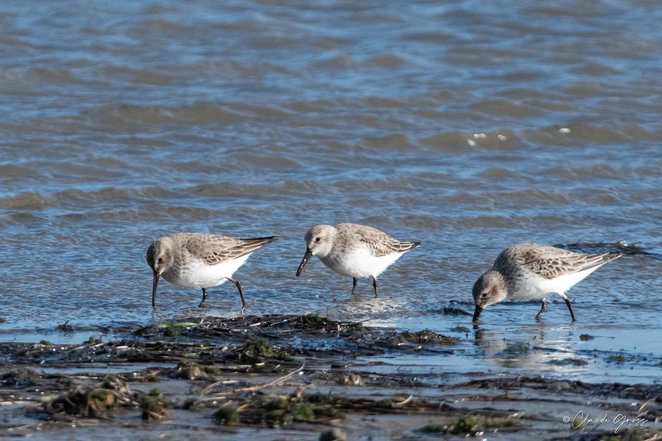 Bécasseau variable