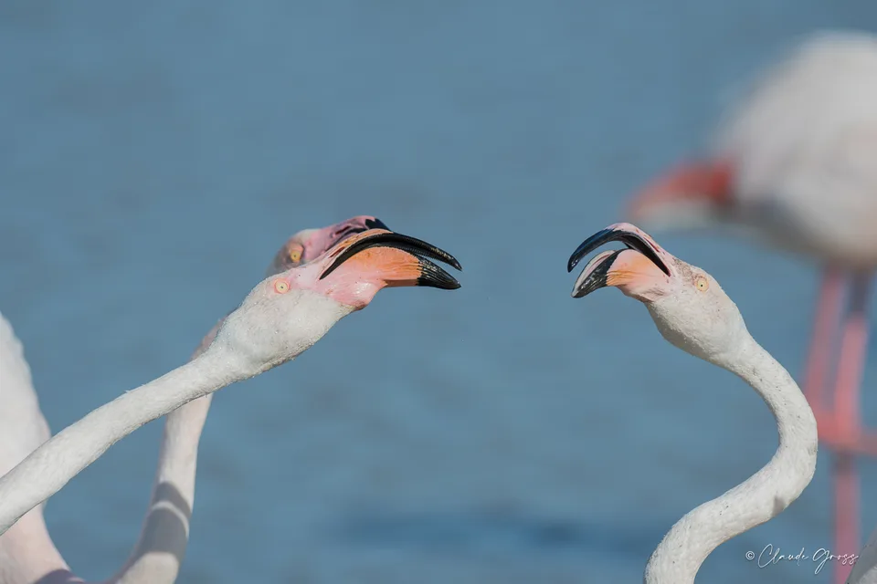 Flamant rose