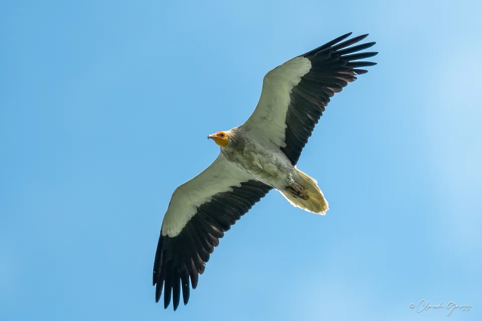 Vautour percnoptère