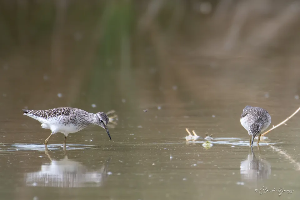 Chevalier sylvain
