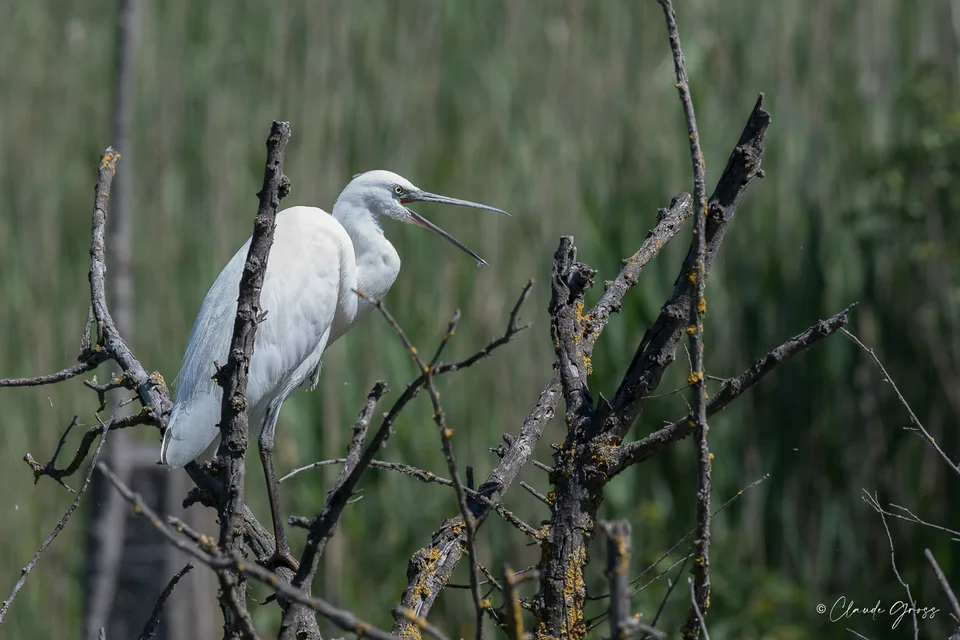 Aigrette garzette