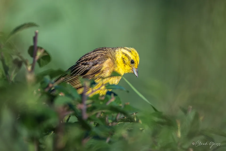Bruant jaune