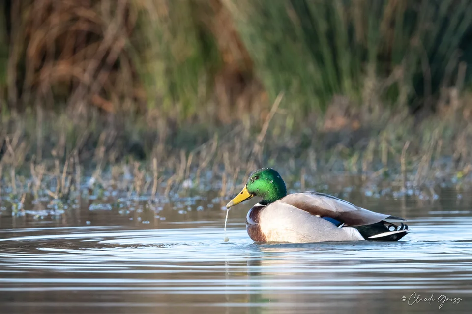 Canard colvert