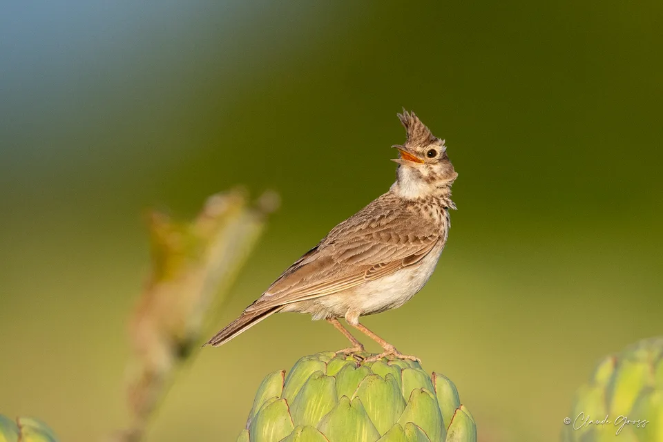 Cochevis huppé